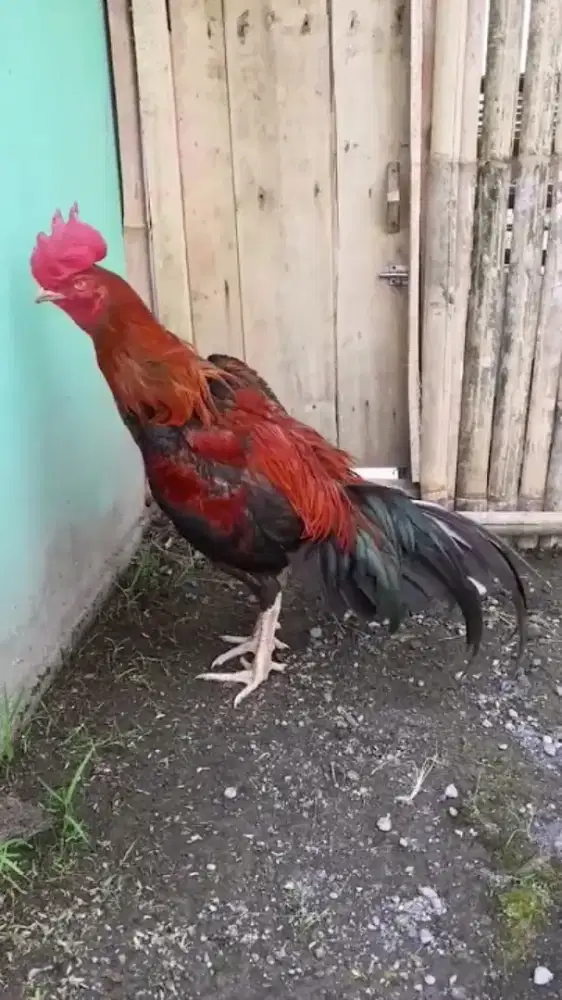 jual ayam wilah jenis pamakoy