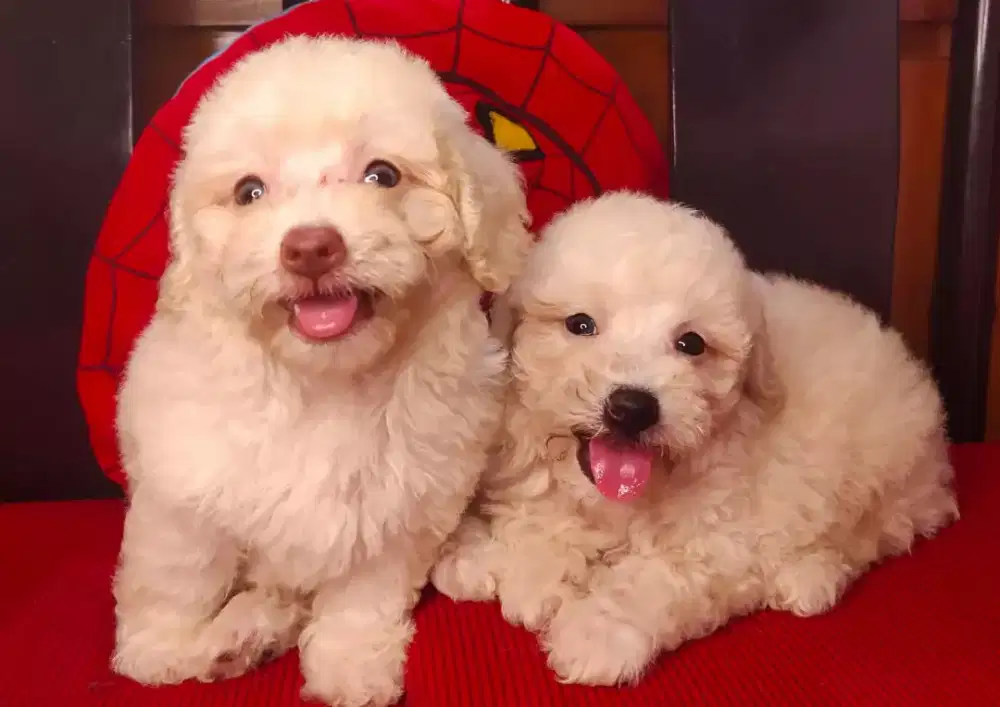 TINY TOY POOLE Berkualitas