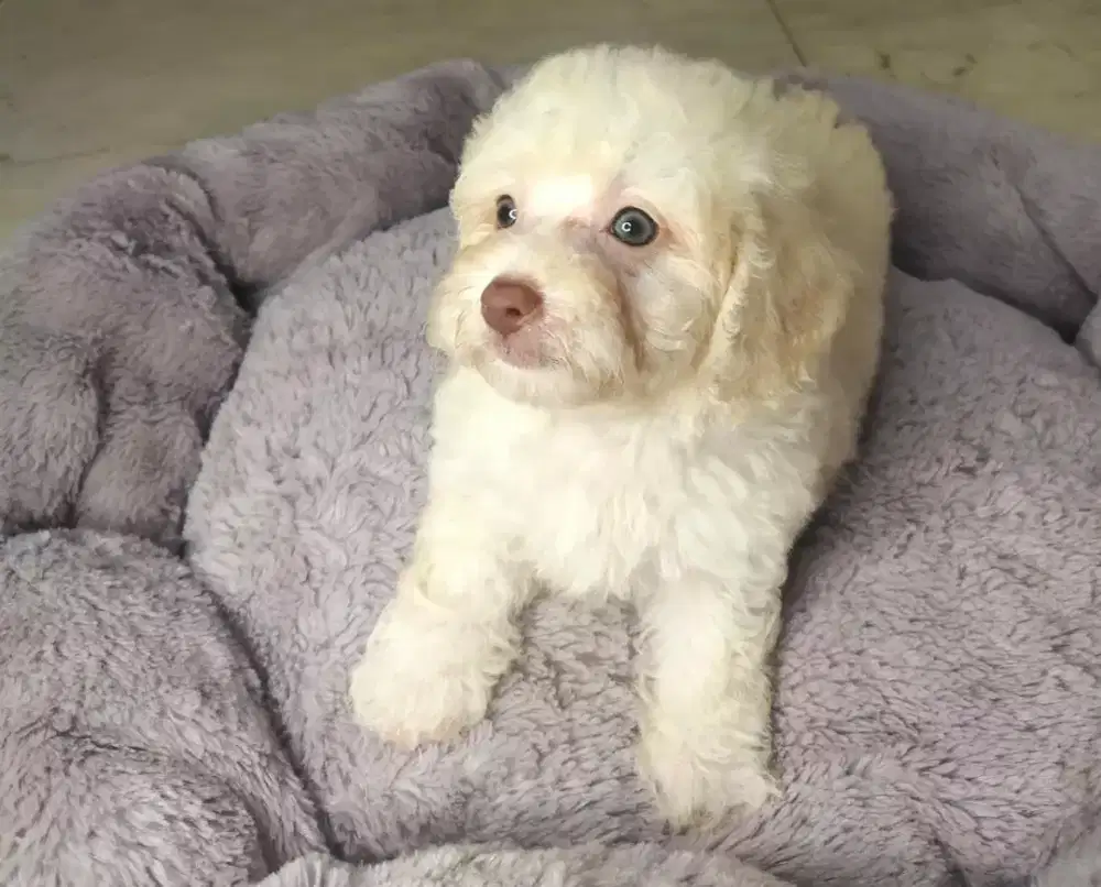 TINY TOY POOLE Berkualitas