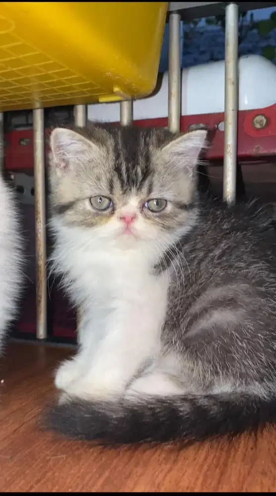 LA kitten peaknose jantan usia 5 bulan