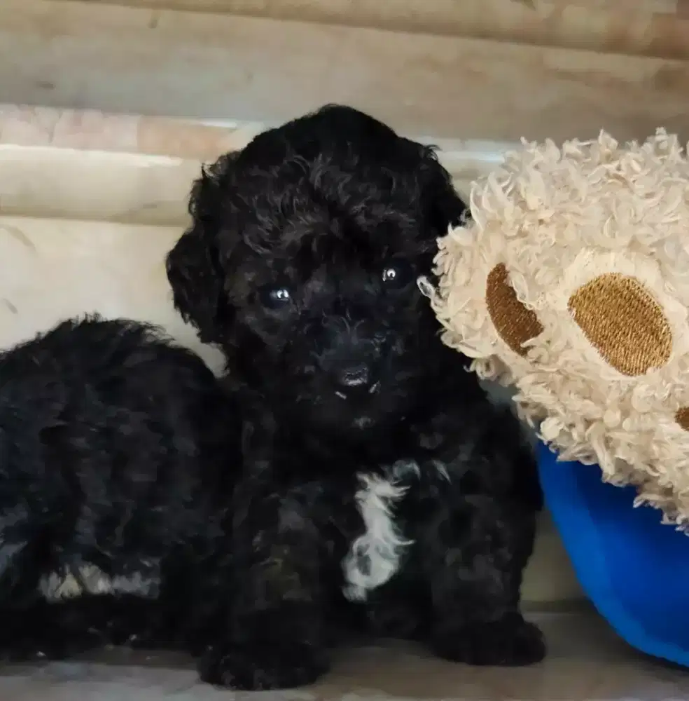 Black Poodle Lucu