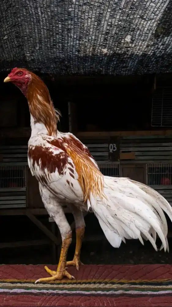 Ayam plucker x pakhoy muda