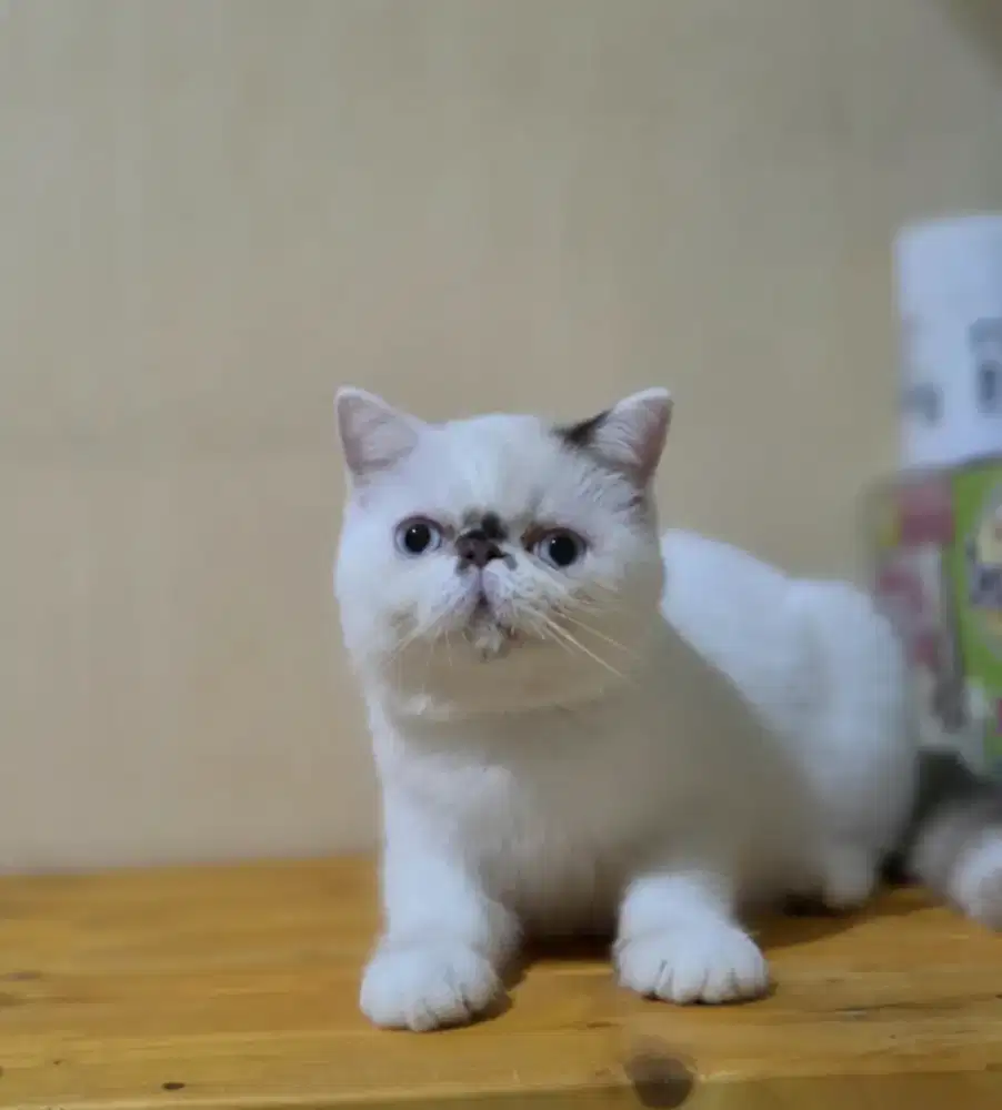 Kitten exotic shorthair betina