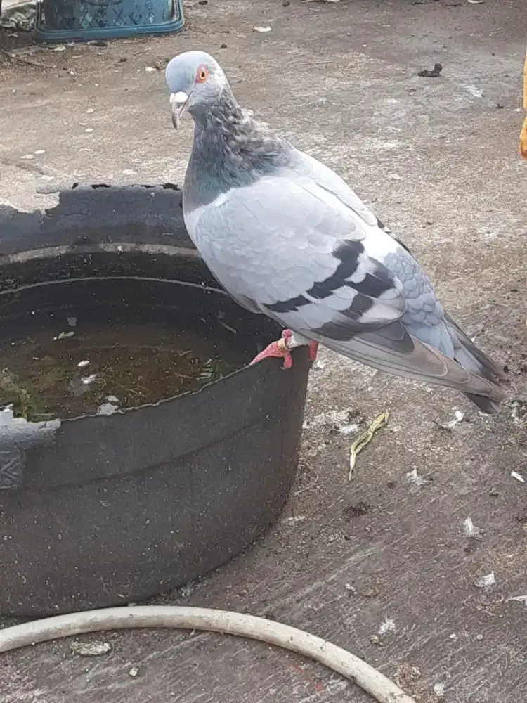 Merpati tinggian x pos