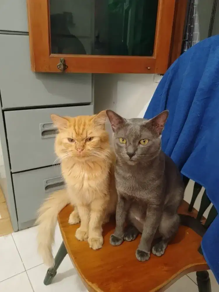 Kucing Jantan Persia Oranye 2.8tahun