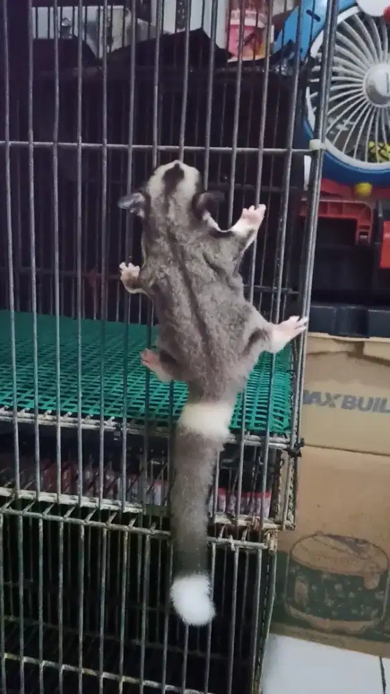 Sugar glider Joey low Moza