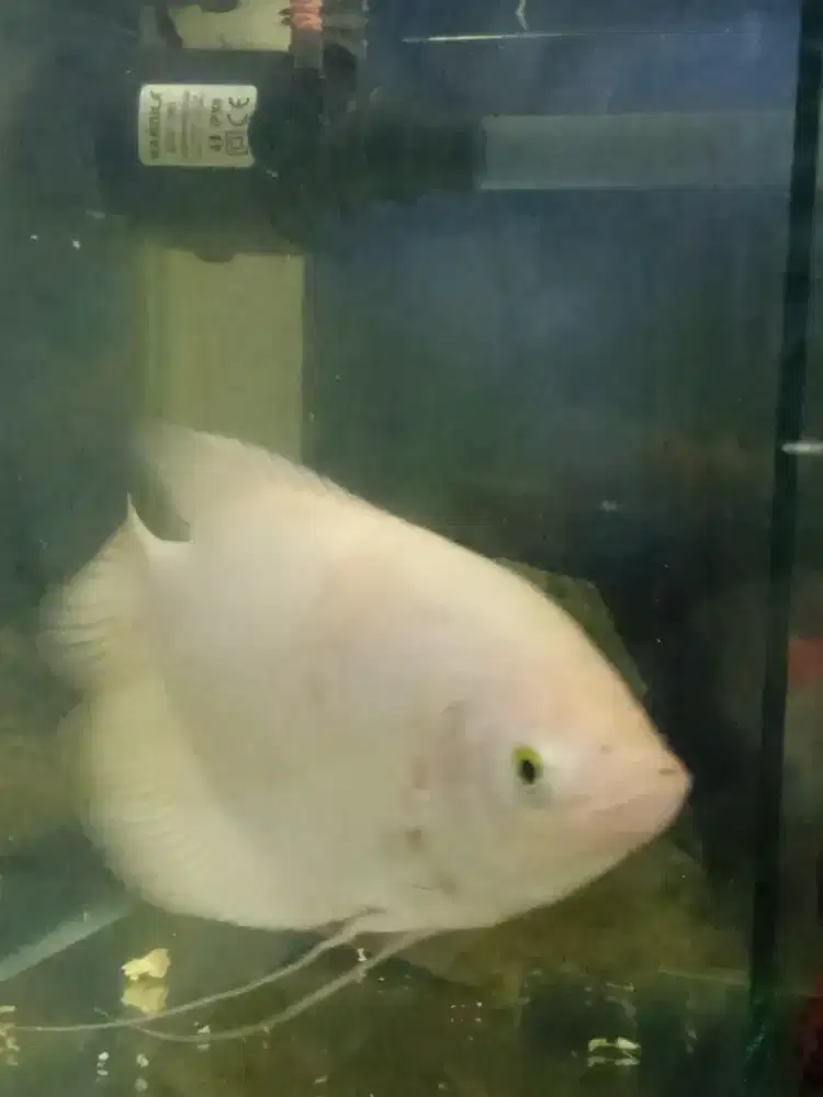 Ikan Hias Gurame Padang