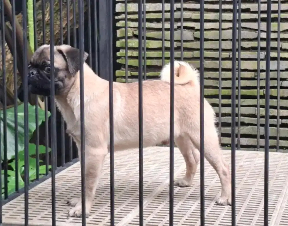 Pug Jantan 6 bln Stambum anak Ina Ch