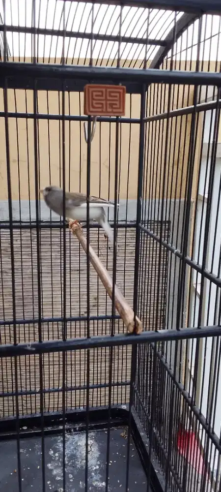 Kenari gacoran seri af