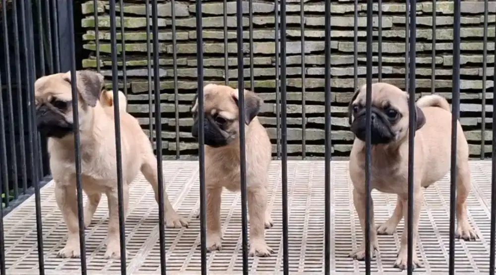 Pug Jantan Betina 2 bln.. Vaccine.. Ch Bloodline