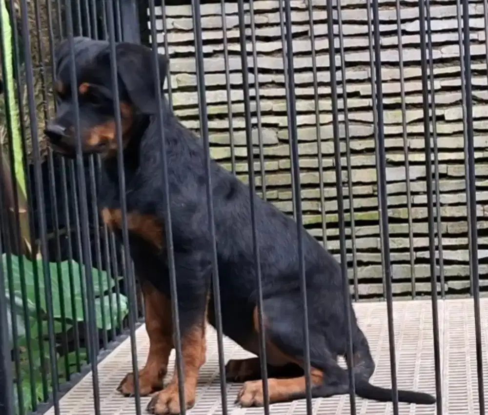 Rottweiler Betina 4 bln.. Stambum.. Cucu Import