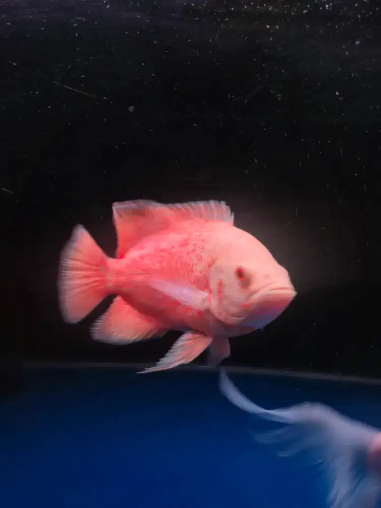 Ikan hias oscar oskar