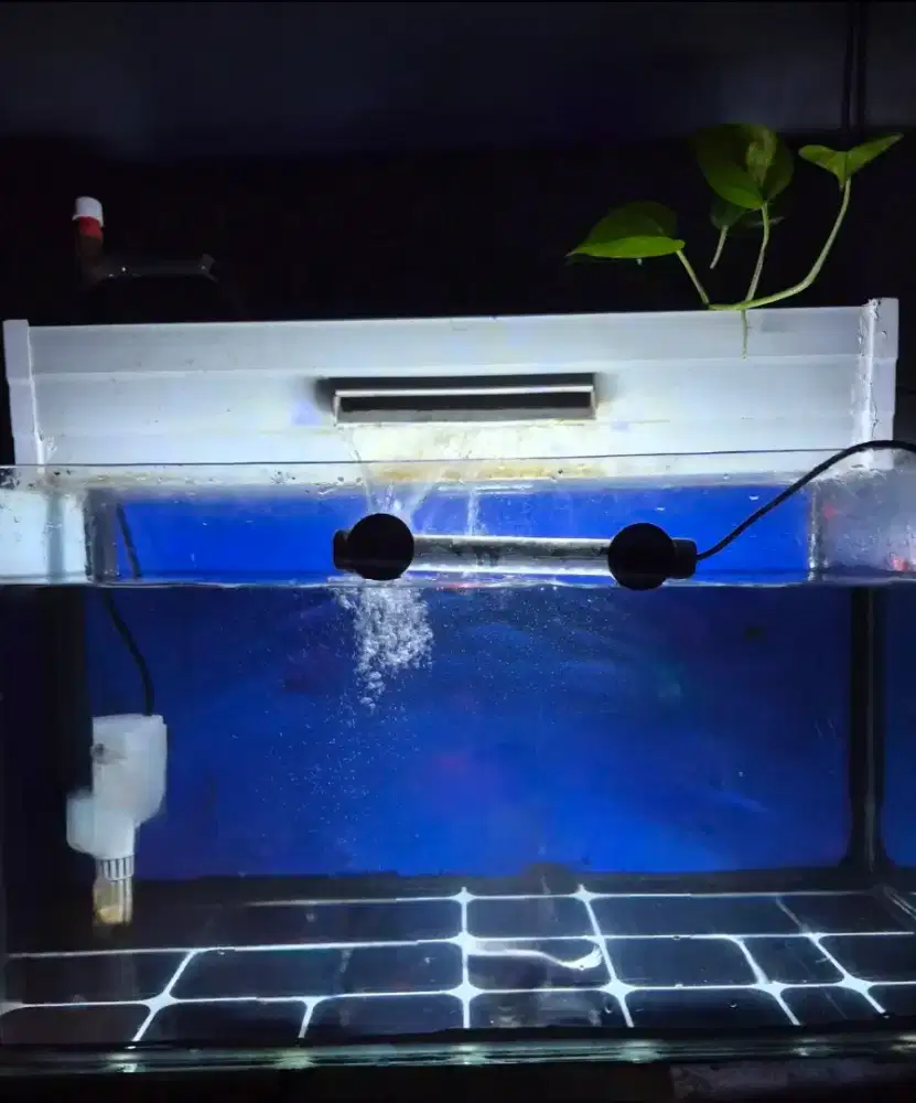 Aquarium ikan ukuran 60 minus rembes