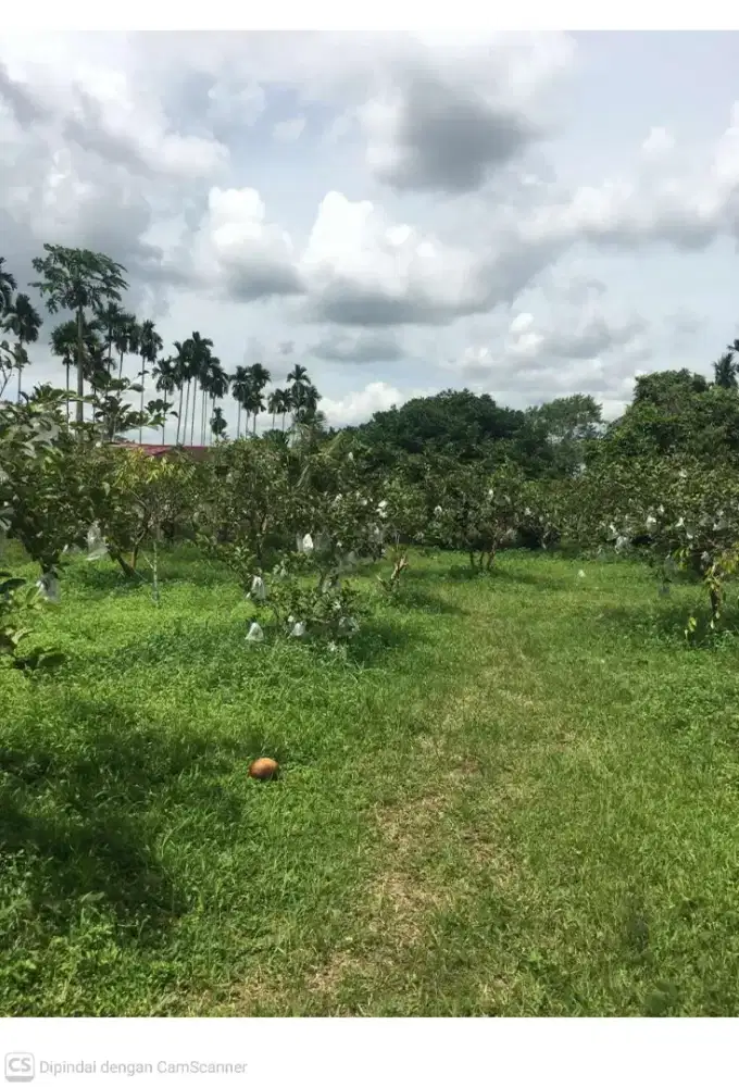 Dijual tanah daerah tuntungan cocok buat berladang