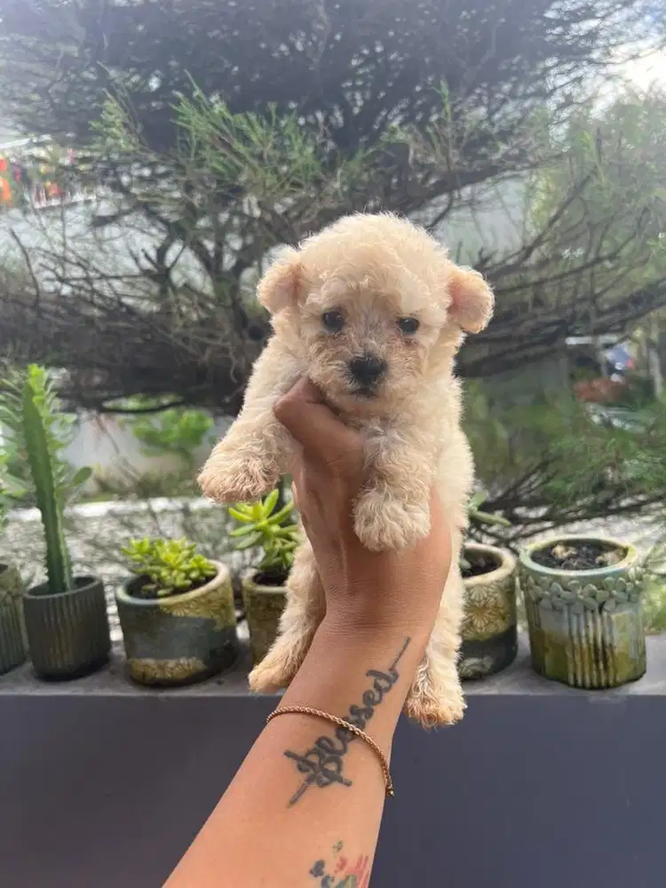Tiny poodle jantan nonstamboom