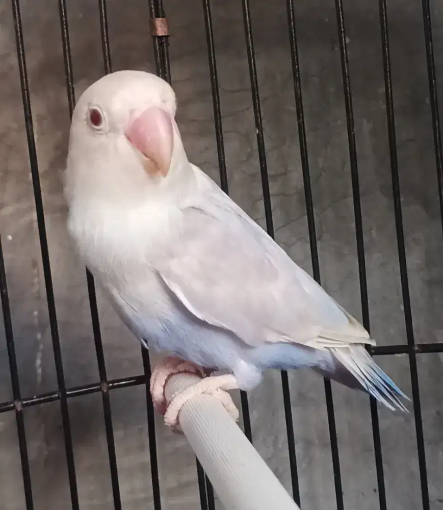 Burung Lovebird love bird Biola PF Vio betina dewasa