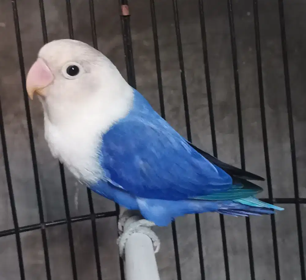 Burung Lovebird love bird BIOLA VIOLET betina dewasa