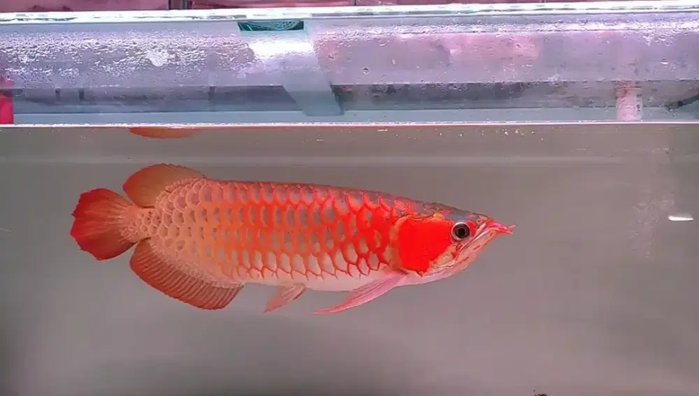 Arwana Super Red 48cm merah merona