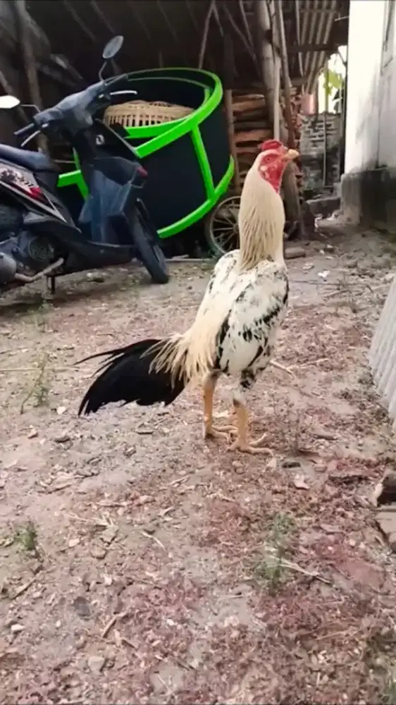 Ayam Jalak Wido Tembus