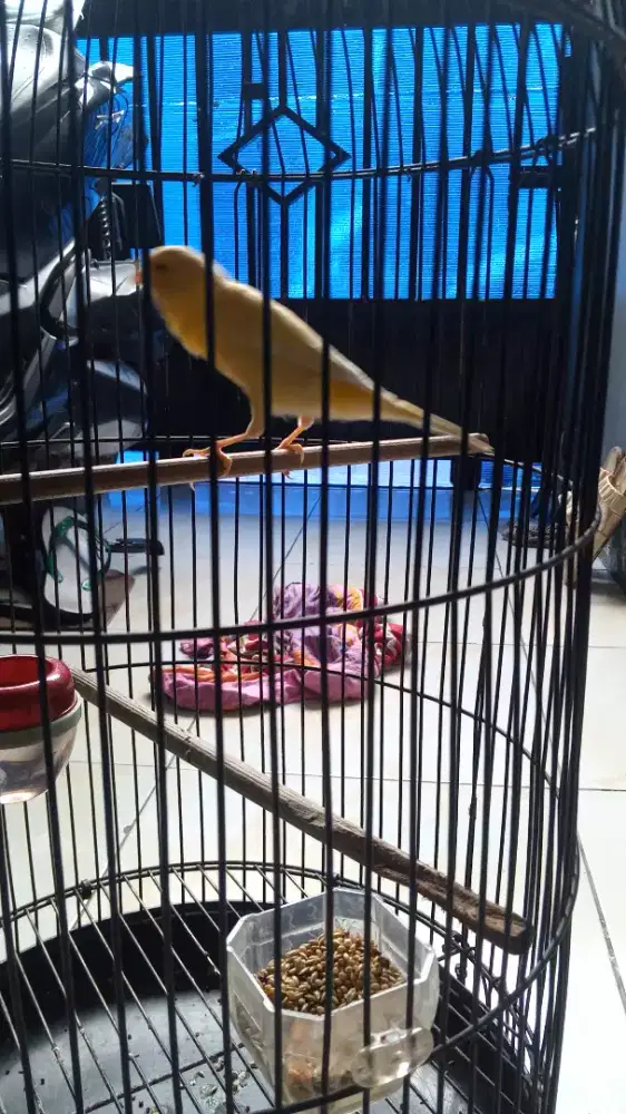 burung kenari afs rajin no minus