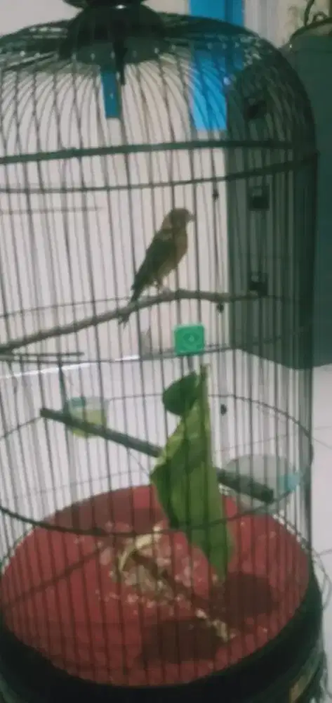 Burung kenari gacoran