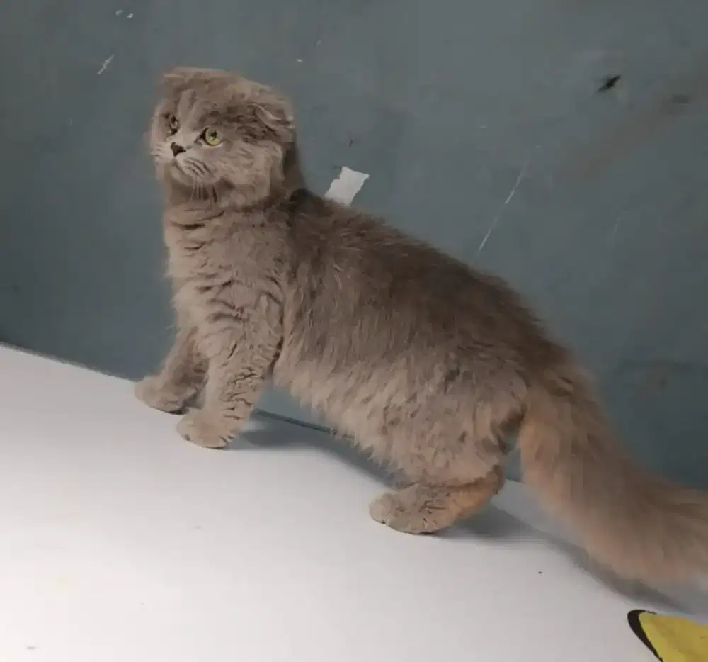 Kucing Scottish fold