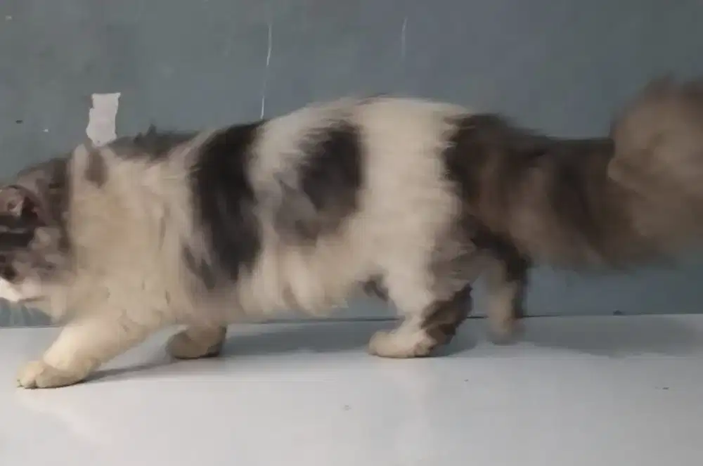 Kucing Persia flat nose