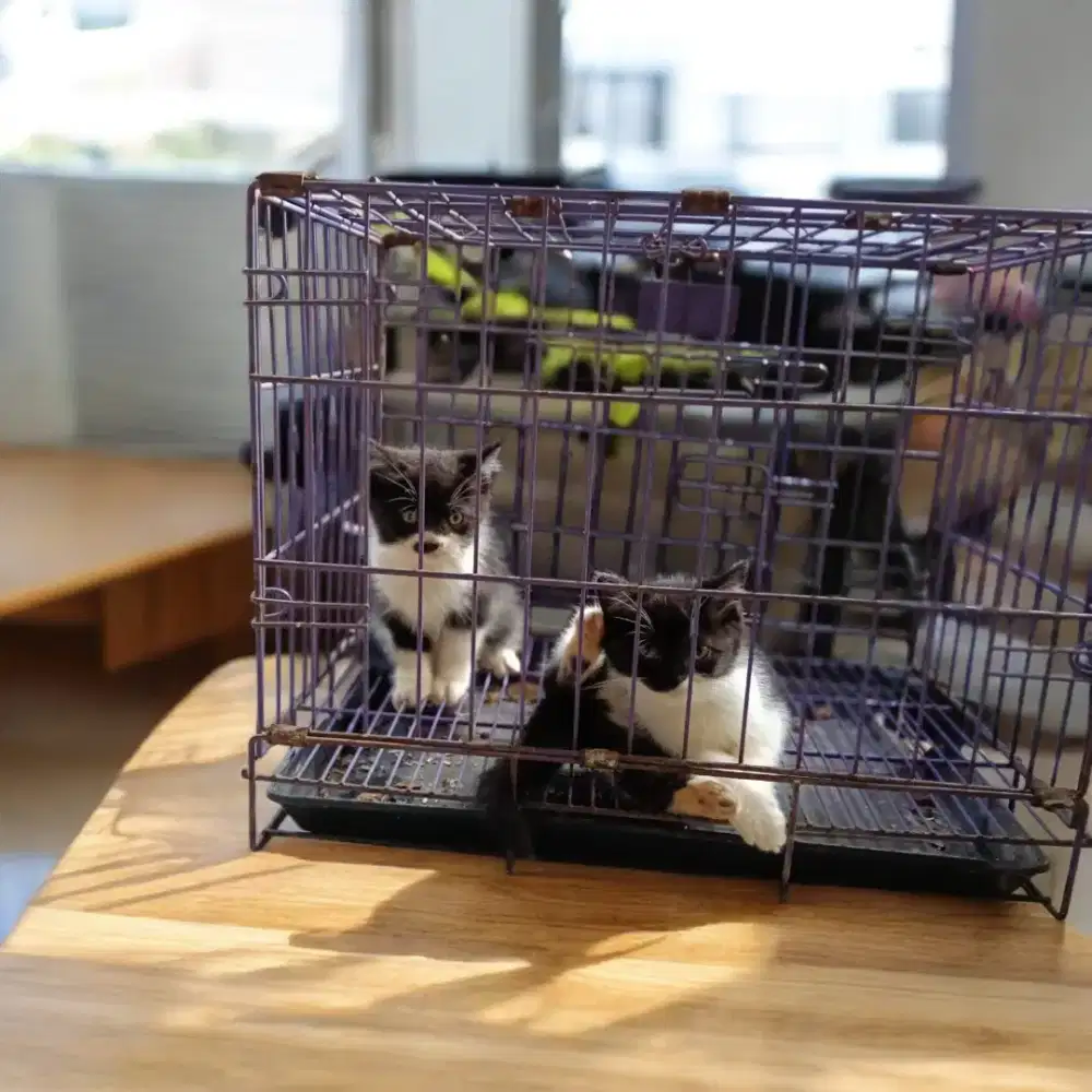 kitten munchkin dan peaknose