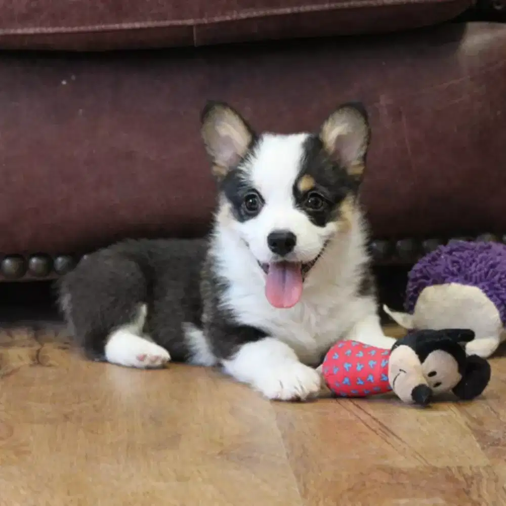 DIJUAL ANJING CORGI JANTAN