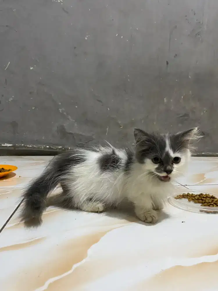 kucing munchkin