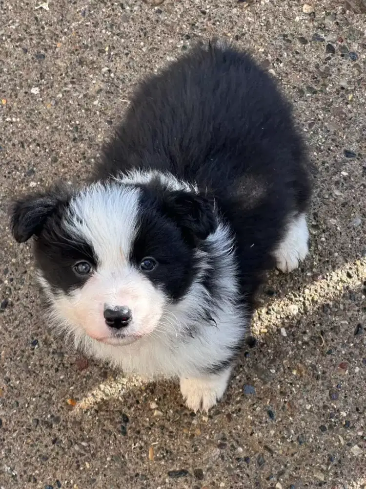 DIJUAL ANJING BORDER COLLIE TERPINTAR