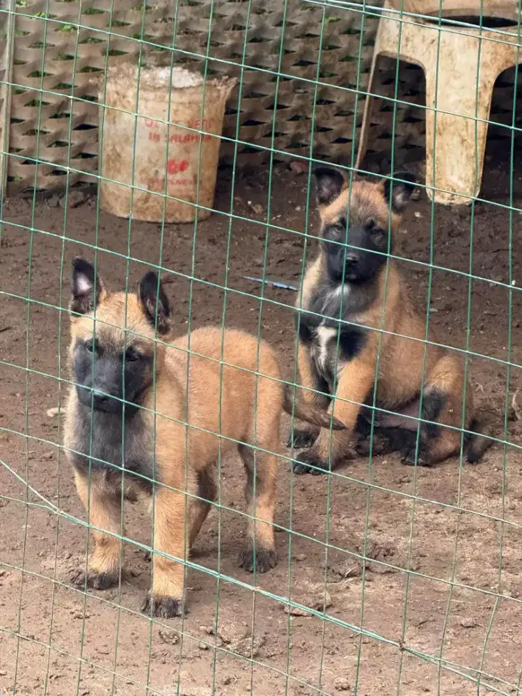 DIJUAL ANJING BELGIAN MALINOIS MANTAP
