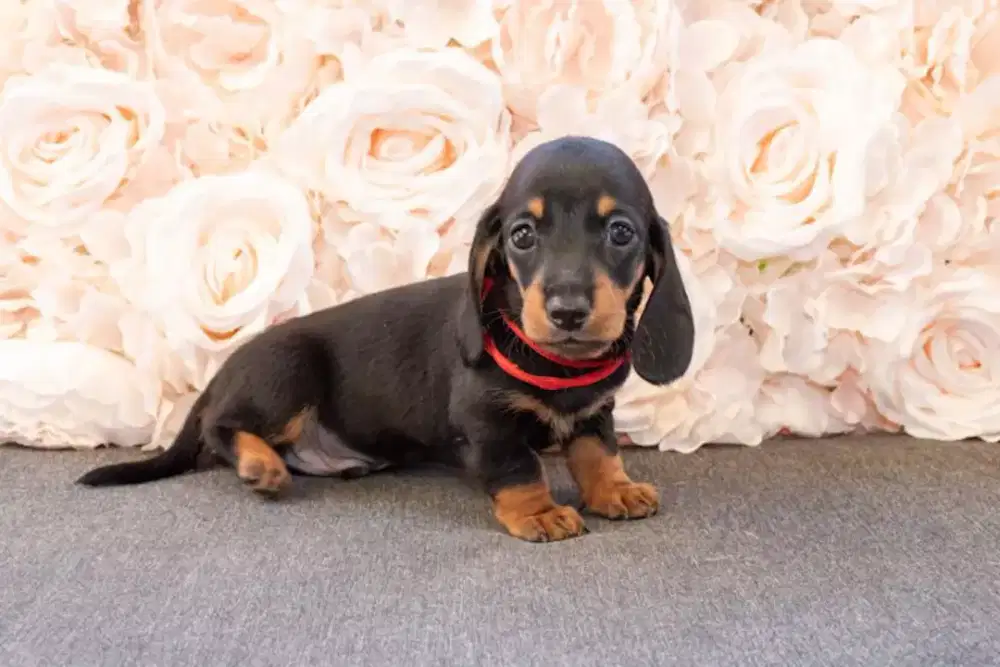 DIJUAL ANJING DACHSHUND SOSIS