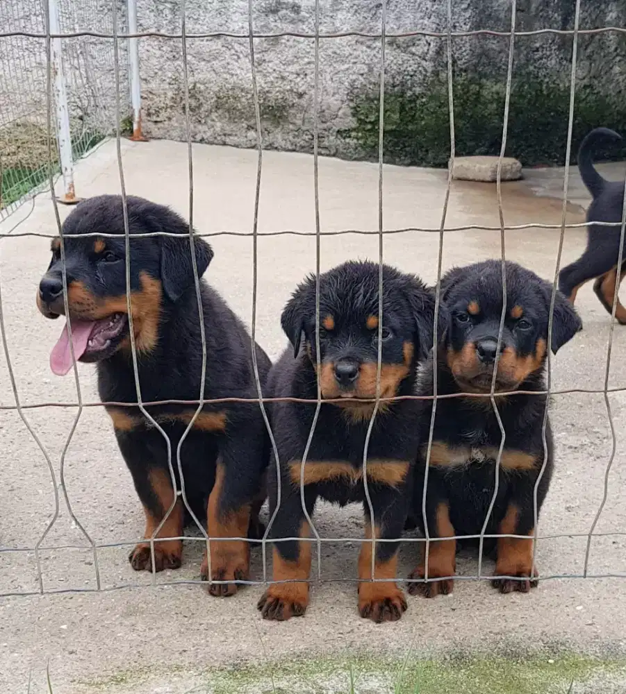 DIJUAL ANJING ROTTWEILER BAGUS