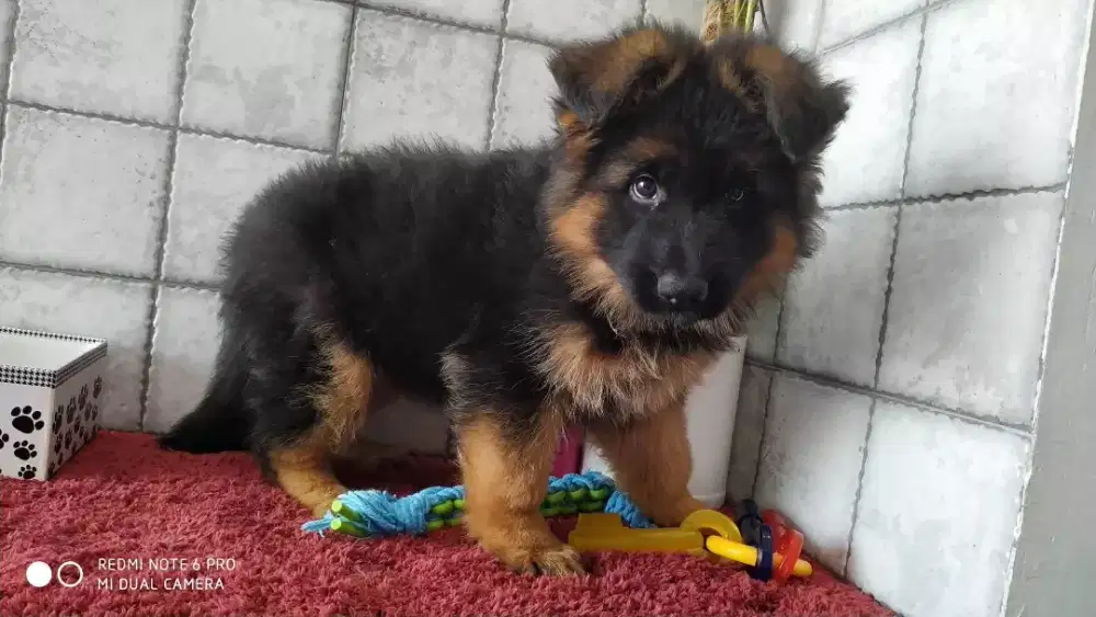 DIJUAL ANJING GERMAN SHEPHERD BULU PANJANG