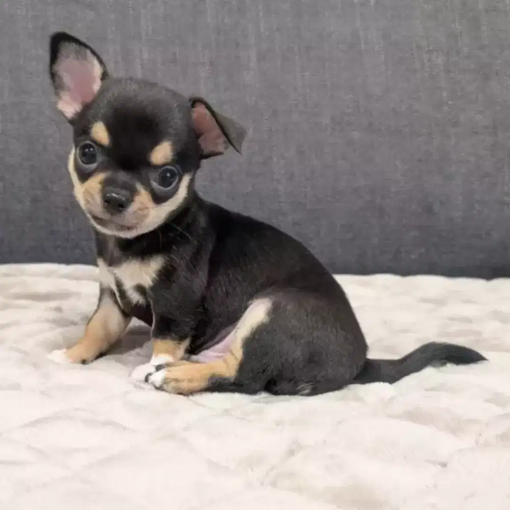 DIJUAL ANJING CHIHUAHUA MUNGIL