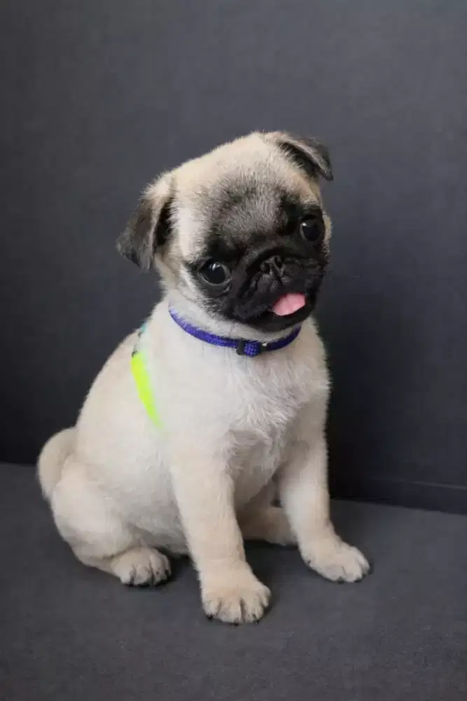 DIJUAL ANJING PUG MATA BULAT