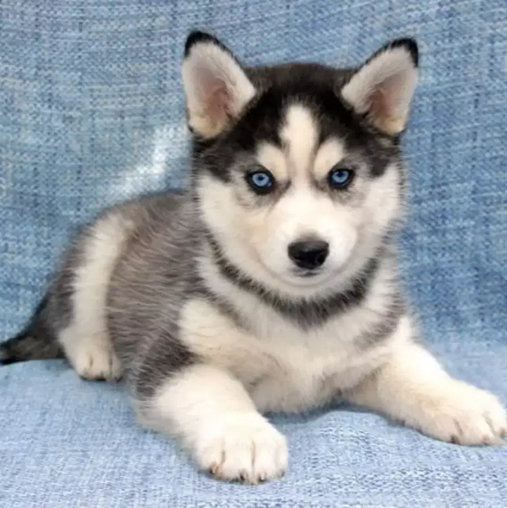 DIJUAL ANJING SIBERIAN HUSKY MATA BIRU