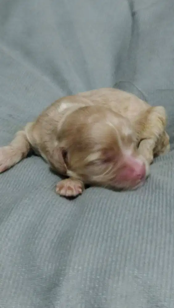 OPEN BOOKING ANAK PODDLE