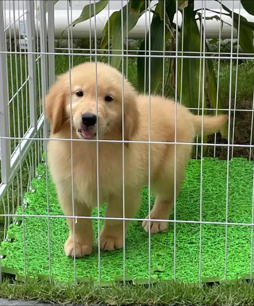 DIJUAL ANJING GOLDEN RETRIEVER BERKUALITAS