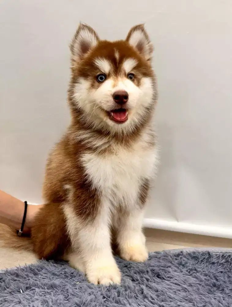 DIJUAL ANJING SIBERIAN HUSKY COKLAT