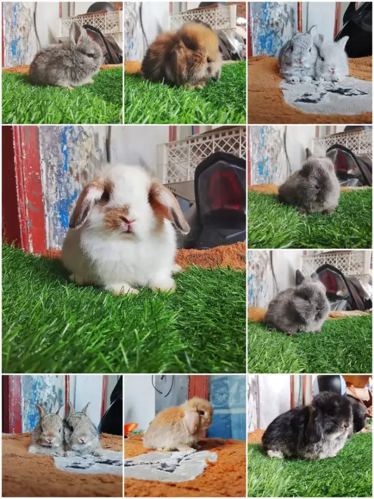 Peternakan kelinci lucu