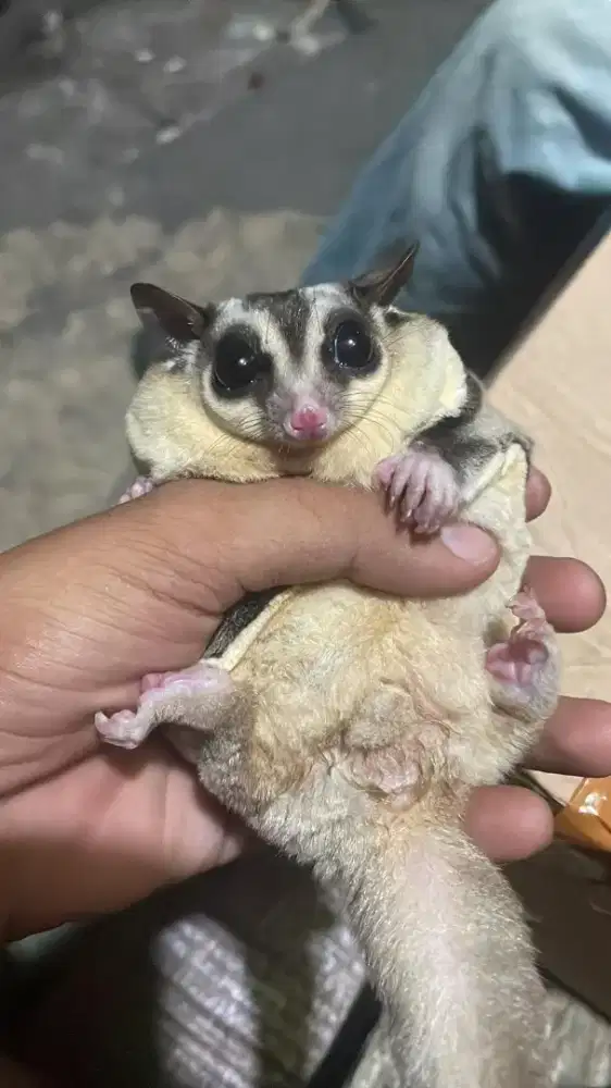 Sugar glider obes clasic grey jinak jantan