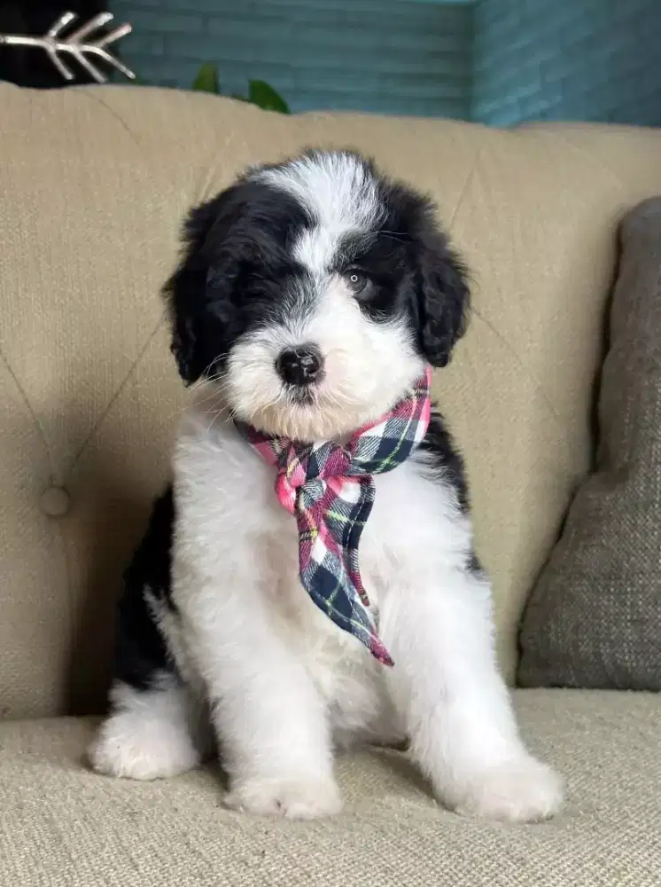 DIJUAL ANJING MALTIPOO SUDAH VAKSIN