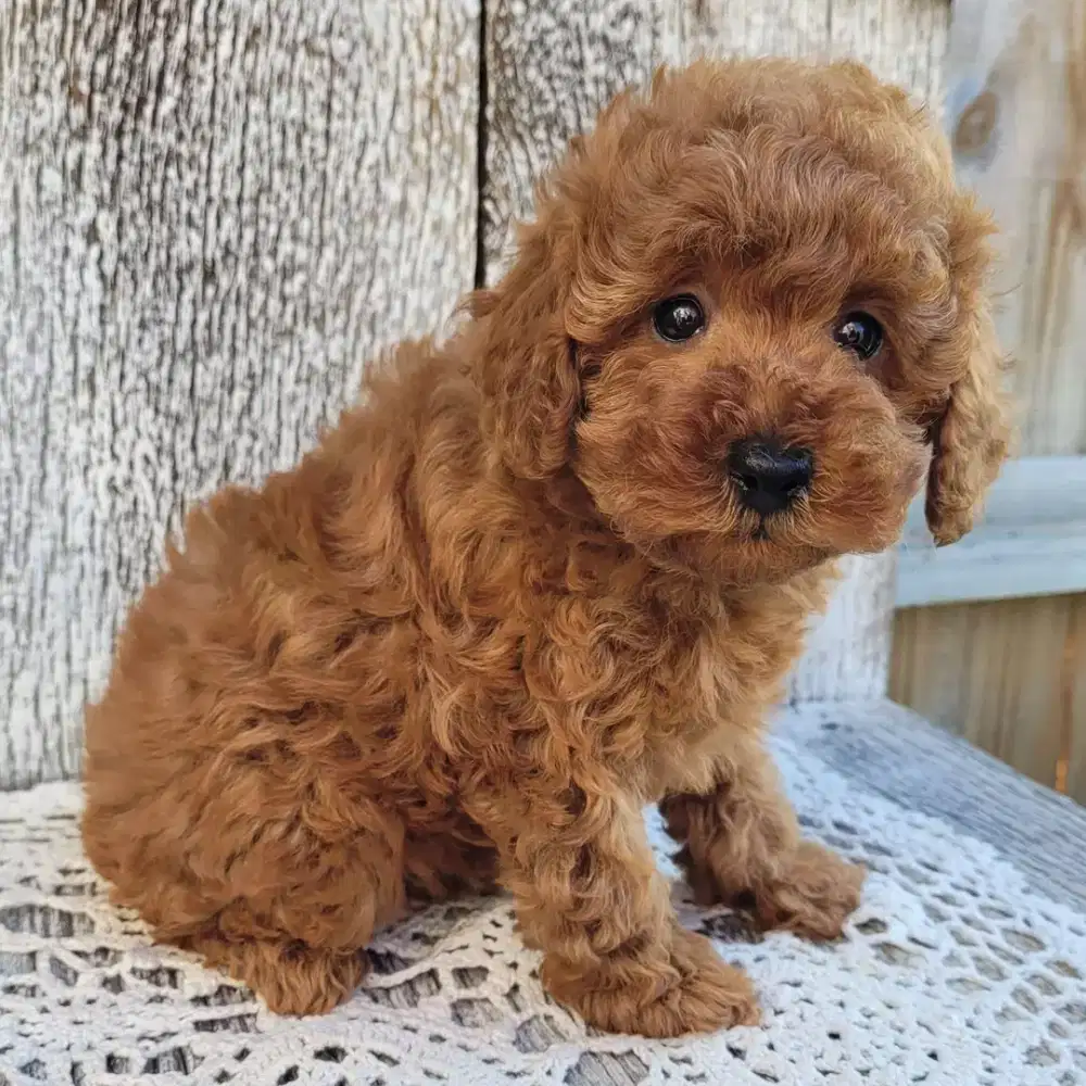 DIJUAL ANJING POODLE RED CUTE
