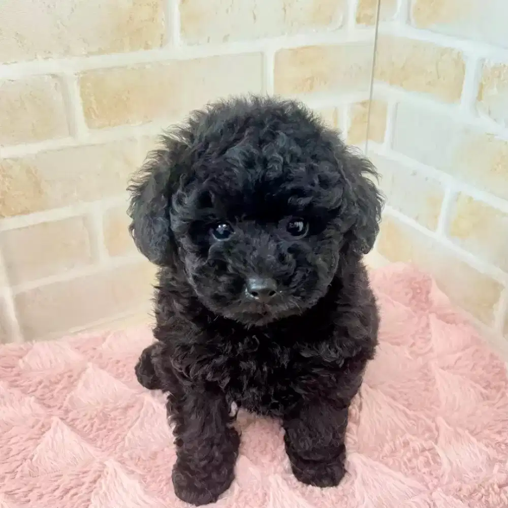 DIJUAL ANJING POODLE TOY HITAM