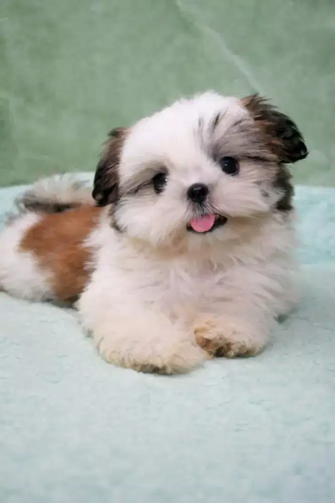 DIJUAL ANJING SHIHTZU PESEK
