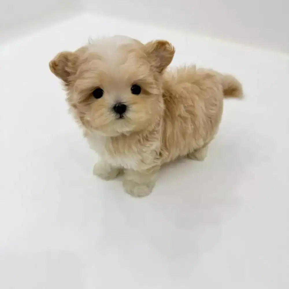 DIJUAL ANJING POMAPOO LUCU