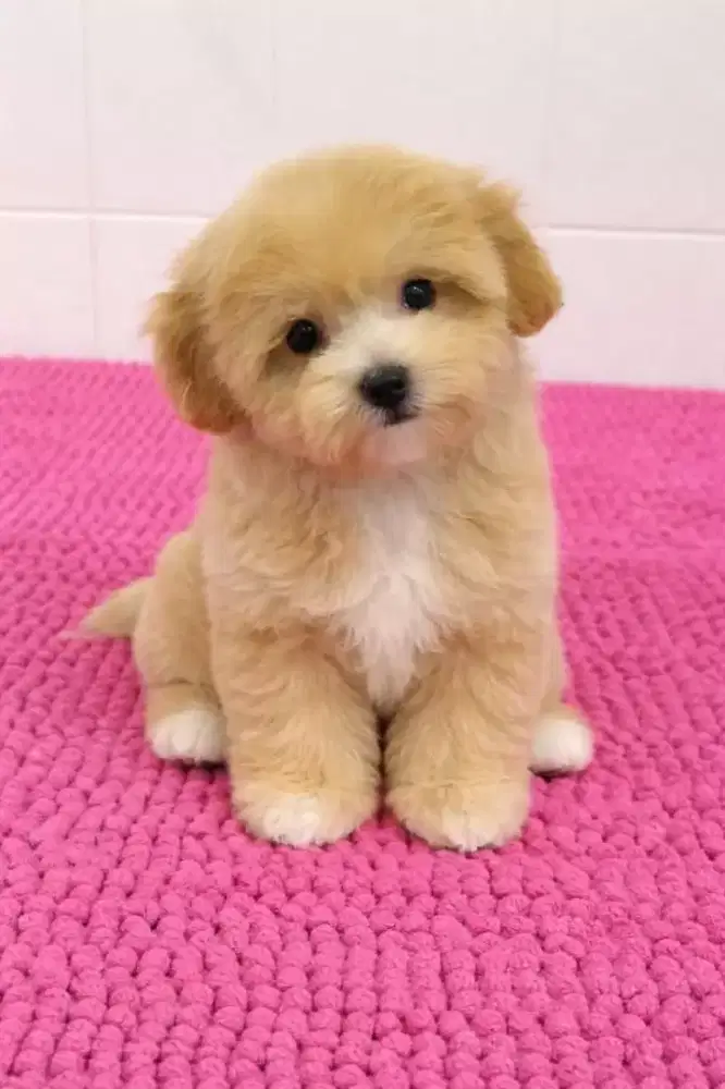 DIJUAL ANJING MALTIPOO IMUT