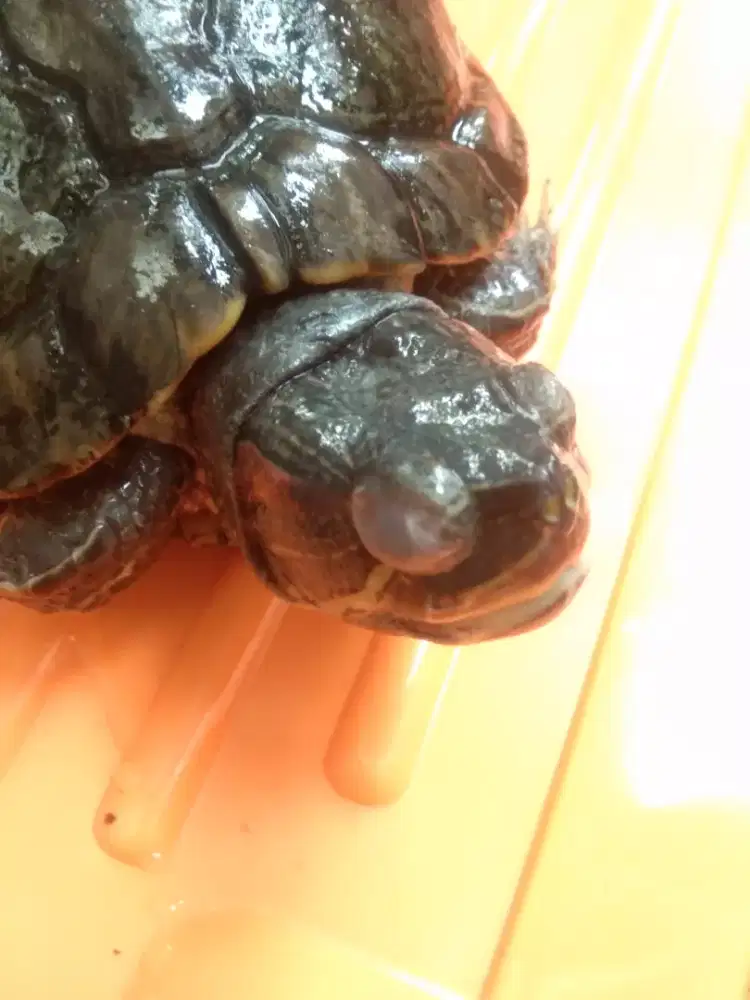 Kura-kura brazil jumbo